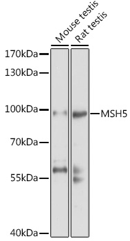 Western blot analysis of extracts of various cell lines using MSH5 Polyclonal Antibody at 1:1000 dilution.