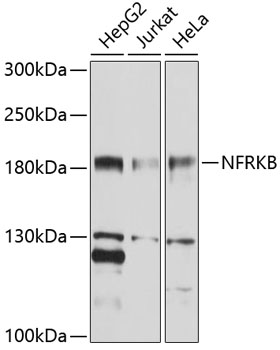 Western blot analysis of extracts of various cell lines using NFRKB Polyclonal Antibody at 1:1000 dilution.