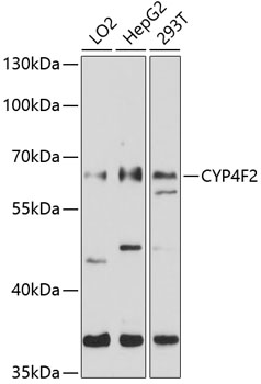 Western blot analysis of extracts of various cell lines using CYP4F2 Polyclonal Antibody at 1:1000 dilution.