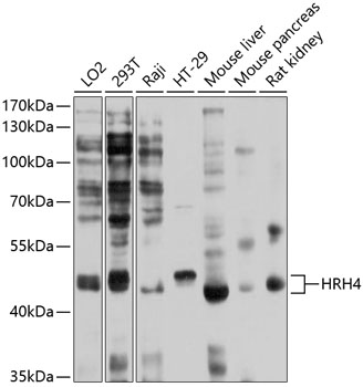 Western blot analysis of extracts of various cell lines using HRH4 Polyclonal Antibody at 1:1000 dilution.