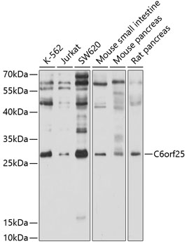 Western blot analysis of extracts of various cell lines using C6orf25 Polyclonal Antibody at 1:1000 dilution.