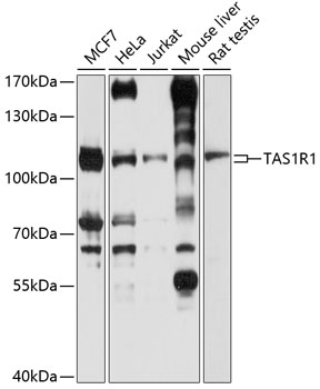 Western blot analysis of extracts of various cell lines using TAS1R1 Polyclonal Antibody at 1:1000 dilution.