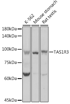 Western blot analysis of extracts of various cell lines using TAS1R3 Polyclonal Antibody at 1:1000 dilution.