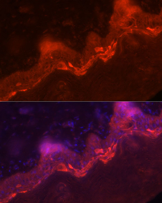 Immunofluorescence analysis of human skin cells using IL36G Polyclonal Antibody at dilution of 1:100 (40x lens). Blue: DAPI for nuclear staining.