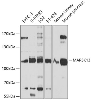 Western blot analysis of extracts of various cell lines using MAP3K13 Polyclonal Antibody at 1:1000 dilution.