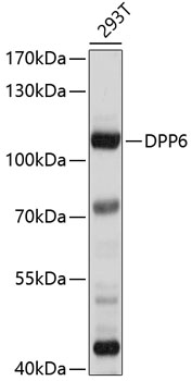 Western blot analysis of extracts of 293T cells using DPP6 Polyclonal Antibody at 1:1000 dilution.