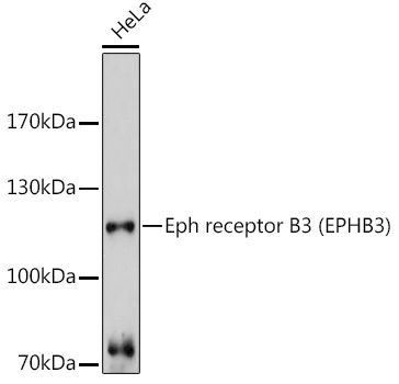 Western blot analysis of extracts of HeLa cells using Eph receptor B3 Polyclonal Antibody at1:3000 dilution.