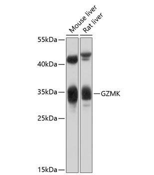 Western blot analysis of extracts of various cell lines using GZMK Polyclonal Antibody at 1:1000 dilution.