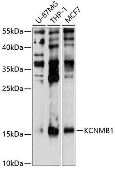 Western blot analysis of extracts of various cell lines using KCNMB1 Polyclonal Antibody at 1:1000 dilution.