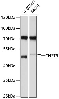 Western blot analysis of extracts of various cell lines using CHST6 Polyclonal Antibody at 1:1000 dilution.