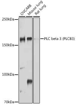 Western blot analysis of extracts of various cell lines using PLC beta 3 Polyclonal Antibody at1:1000 dilution.