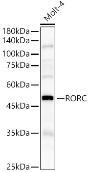 Western blot analysis of Molt-4 using RORC Polyclonal Antibody at 1:900 dilution.