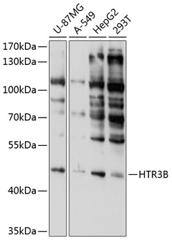 Western blot analysis of extracts of various cell lines using HTR3B Polyclonal Antibody at 1:1000 dilution.