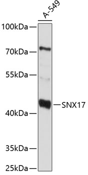 Western blot analysis of extracts of A-549 cells using SNX17 Polyclonal Antibody at 1:1000 dilution.