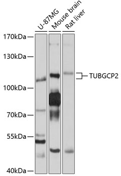 Western blot analysis of extracts of various cell lines using TUBGCP2 Polyclonal Antibody at 1:1000 dilution.