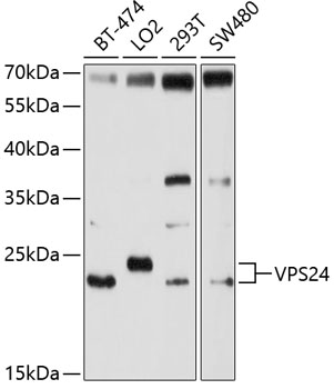 Western blot analysis of extracts of various cell lines using VPS24 Polyclonal Antibody at 1:1000 dilution.