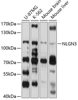 Western blot analysis of extracts of various cell lines using NLGN3 Polyclonal Antibody at 1:1000 dilution.