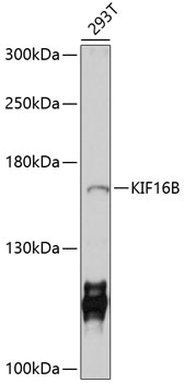 Western blot analysis of extracts of 293T cells using KIF16B Polyclonal Antibody at 1:1000 dilution.