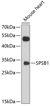 Western blot analysis of extracts of mouse heart using SPSB1 Polyclonal Antibody at 1:1000 dilution.