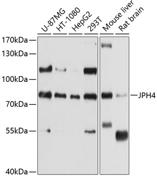 Western blot analysis of extracts of various cell lines using JPH4 Polyclonal Antibody at 1:1000 dilution.