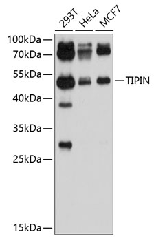 Western blot analysis of extracts of various cell lines using TIPIN Polyclonal Antibody at 1:1000 dilution.