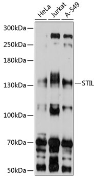 Western blot analysis of extracts of various cell lines using STIL Polyclonal Antibody at 1:1000 dilution.