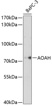 Western blot analysis of extracts of BxPC-3 cells using AOAH Polyclonal Antibody at 1:1000 dilution.