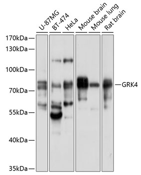 Western blot analysis of extracts of various cell lines using GRK4 Polyclonal Antibody at 1:1000 dilution.