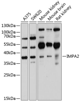 Western blot analysis of extracts of various cell lines using IMPA2 Polyclonal Antibody at 1:1000 dilution.