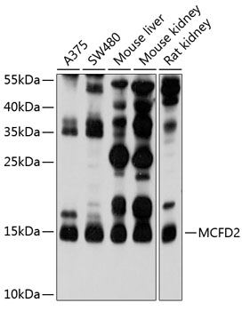 Western blot analysis of extracts of various cell lines using MCFD2 Polyclonal Antibody at 1:1000 dilution.