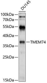 Western blot analysis of extracts of DU145 cells using TMEM74 Polyclonal Antibody at 1:1000 dilution.