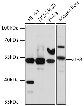 Western blot analysis of extracts of various cell lines using ZIP8 Polyclonal Antibody at 1:1000 dilution.