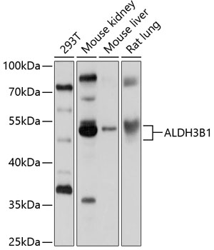 Western blot analysis of extracts of various cell lines using ALDH3B1 Polyclonal Antibody at 1:1000 dilution.