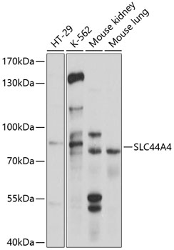 Western blot analysis of extracts of various cell lines using SLC44A4 Polyclonal Antibody at 1:1000 dilution.