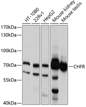 Western blot analysis of extracts of various cell lines using CHFR Polyclonal Antibody at 1:1000 dilution.