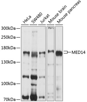 Western blot analysis of extracts of various cell lines using MED14 Polyclonal Antibody at 1:1000 dilution.