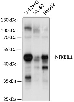 Western blot analysis of extracts of various cell lines using NFKBIL1 Polyclonal Antibody at 1:1000 dilution.