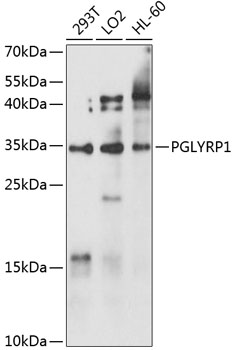 Western blot analysis of extracts of various cell lines using PGLYRP1 Polyclonal Antibody at 1:1000 dilution.