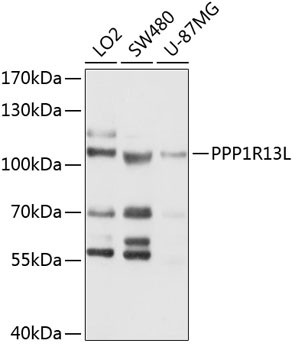 Western blot analysis of extracts of various cell lines using PPP1R13L Polyclonal Antibody at 1:1000 dilution.