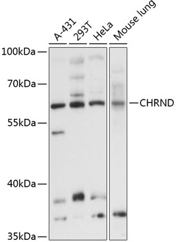 Western blot analysis of extracts of various cell lines using CHRND Polyclonal Antibody at 1:3000 dilution.