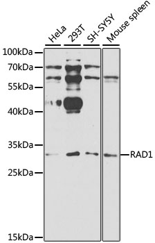 Western blot analysis of extracts of various cell lines using RAD1 Polyclonal Antibody at 1:1000 dilution.