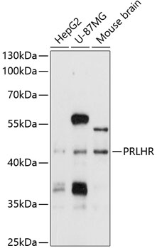 Western blot analysis of extracts of various cell lines using PRLHR Polyclonal Antibody at 1:1000 dilution.