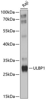 Western blot analysis of extracts of Raji cells using ULBP1 Polyclonal Antibody at 1:1000 dilution.