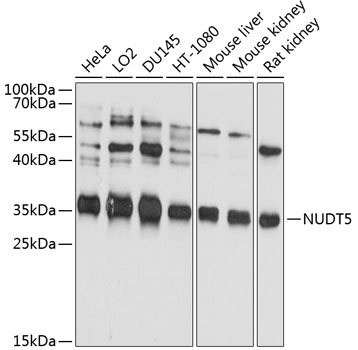 Western blot analysis of extracts of various cell lines using NUDT5 Polyclonal Antibody at 1:1000 dilution.