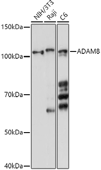 Western blot analysis of extracts of various cell lines using ADAM8 Polyclonal Antibody at 1:1000 dilution.