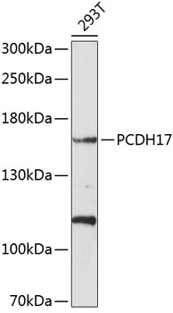 Western blot analysis of extracts of 293T cells using PCDH17 Polyclonal Antibody at 1:1000 dilution.