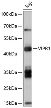 Western blot analysis of extracts of Raji cells using VIPR1 Polyclonal Antibody at 1:1000 dilution.