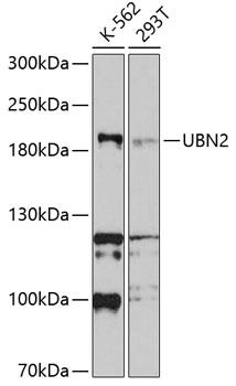 Western blot analysis of extracts of various cell lines using UBN2 Polyclonal Antibody at 1:1000 dilution.