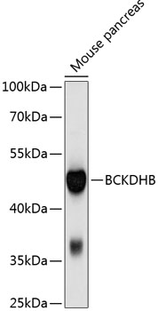 Western blot analysis of extracts of mouse pancreas using BCKDHB Polyclonal Antibody at 1:1000 dilution.