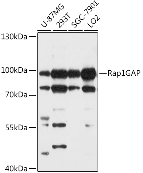 Western blot analysis of extracts of various cell lines using Rap1GAP Polyclonal Antibody at 1:1000 dilution.